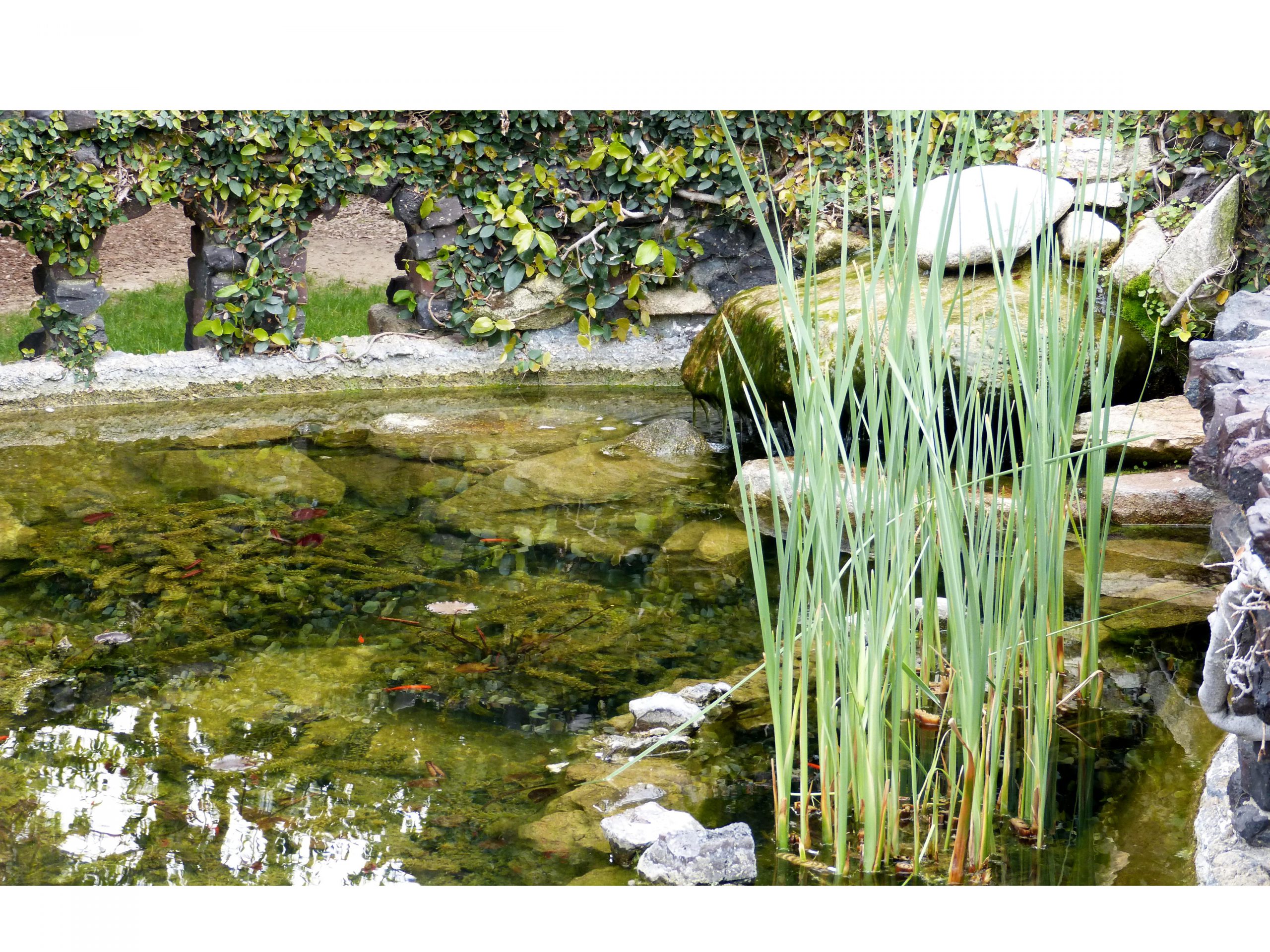 Gartenteich oder Pool? Der große Vergleich für Ihren Garten